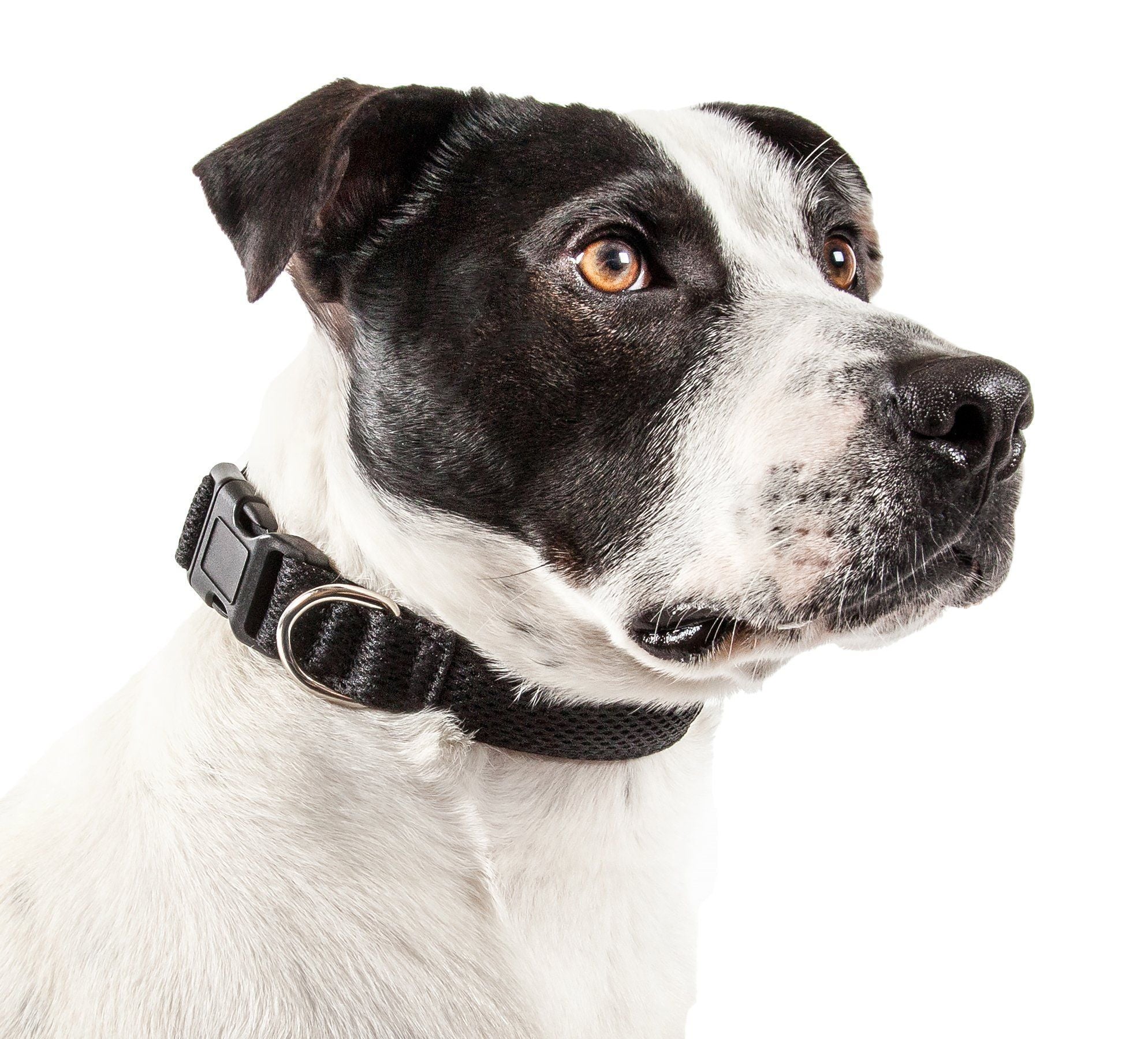 Pet Life ®  'Aero Mesh' Dual-Sided Breathable and Adjustable Thick Mesh Dog Collar - P's One-Stop Shop 