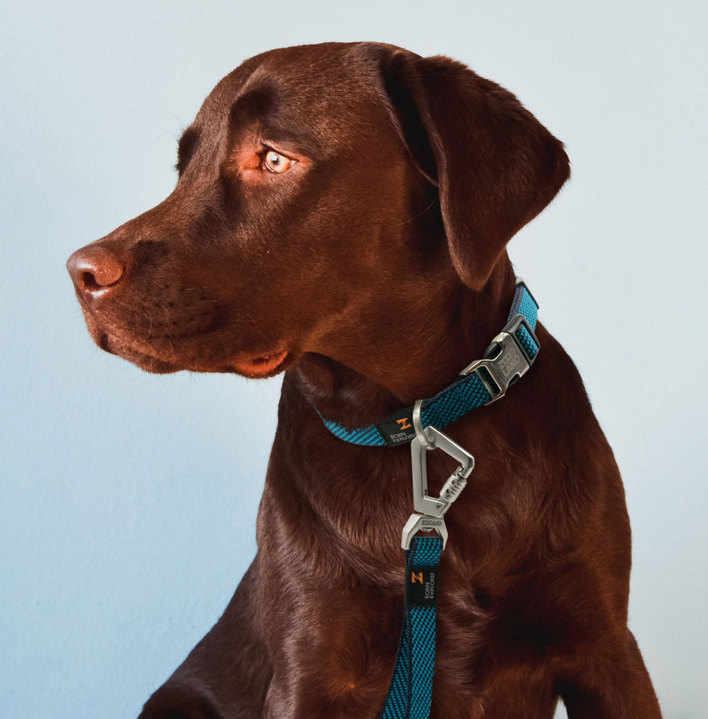 Pet Life ® 'Escapade' Outdoor Series 2-in-1 Convertible Dog Leash and Collar - P's One-Stop Shop 