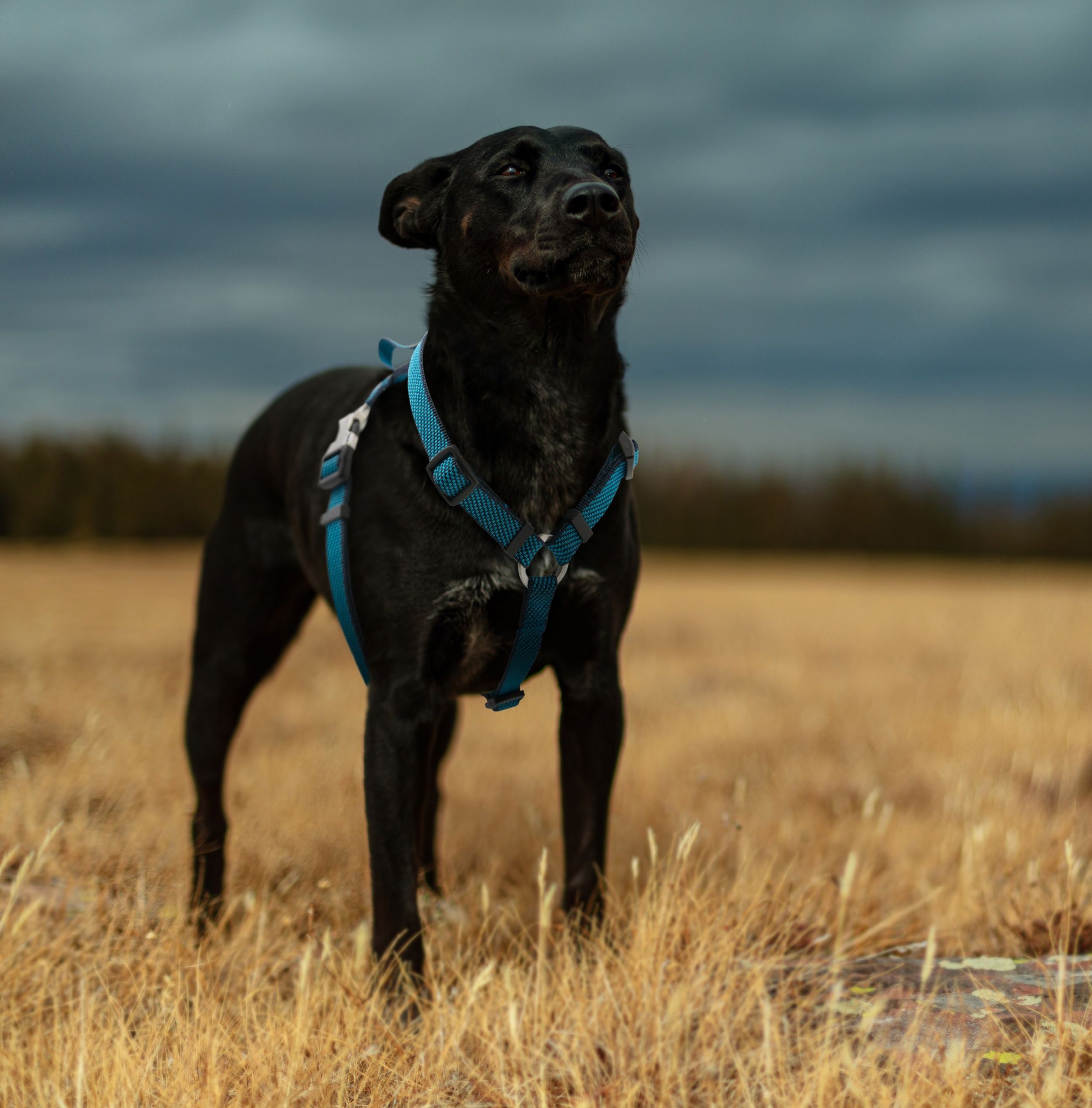 Pet Life ® 'Escapade' Outdoor Series 2-in-1 Convertible Dog Leash and Harness - P's One-Stop Shop 