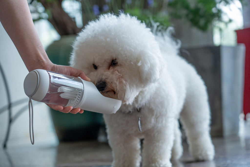 Pet Life ® 'PYURE' Handheld Travel Filtered Water Feeder - P's One-Stop Shop 