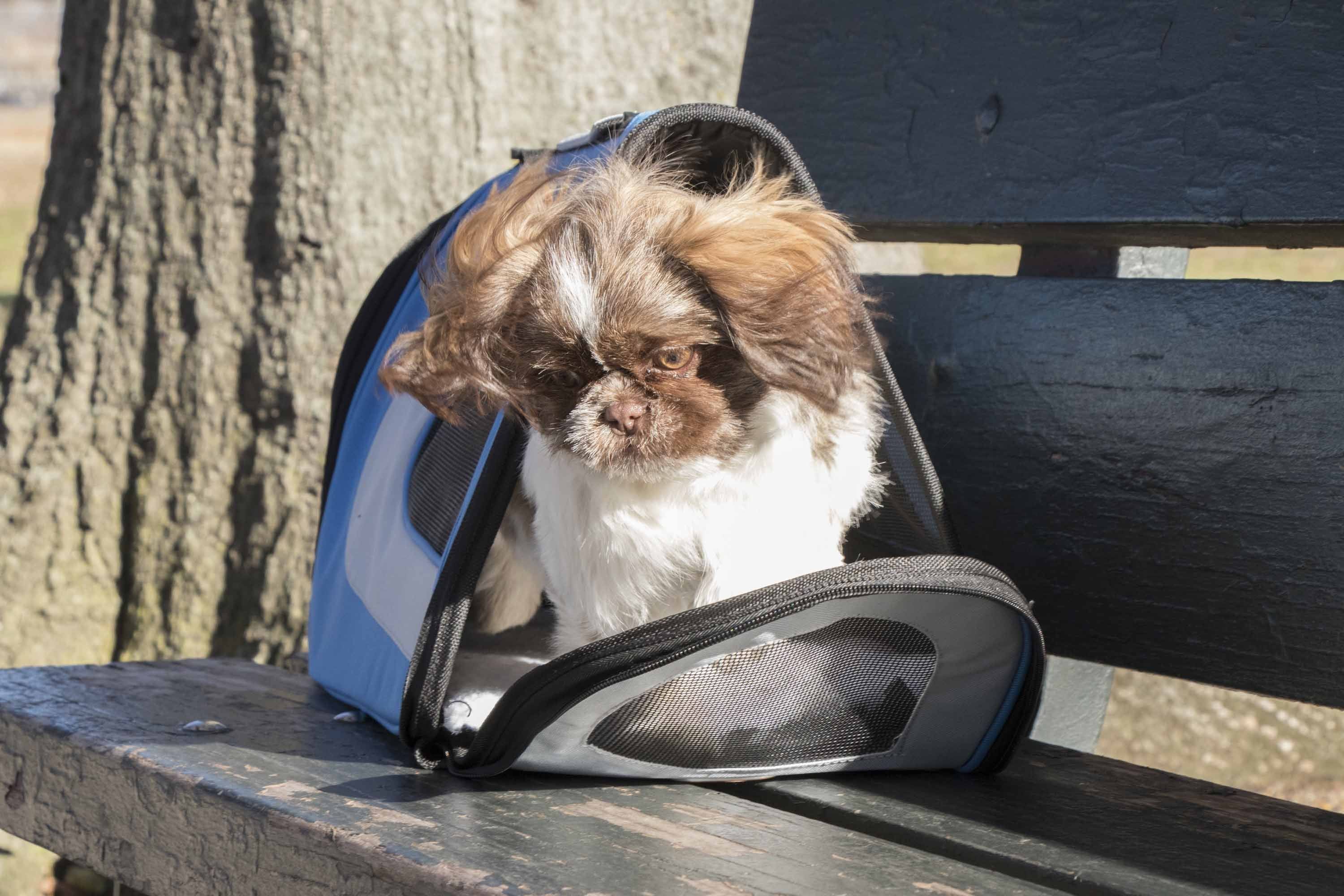 Pet Life ® Sporty Mesh Airline Approved Zippered Folding Collapsible Travel Pet Dog Carrier - P's One-Stop Shop 