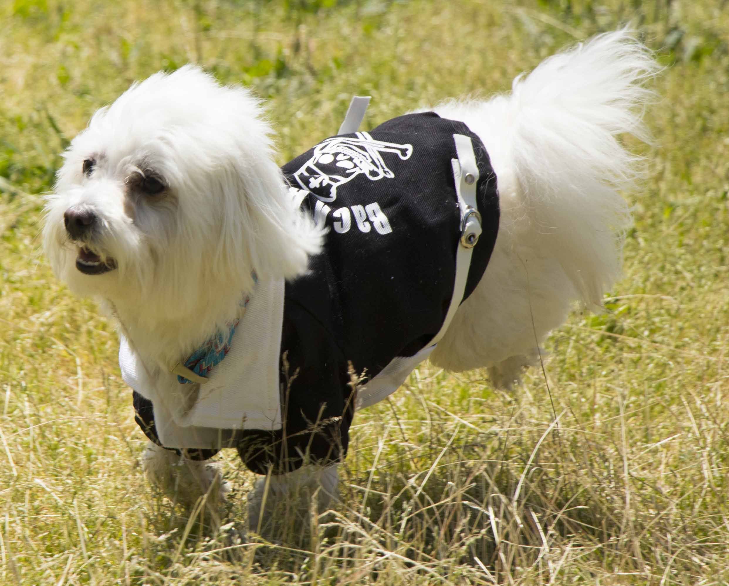 Pet Life ® 'Varsity-Barkcity' Buckled Collared Dog Coat Jacket - P's One-Stop Shop 
