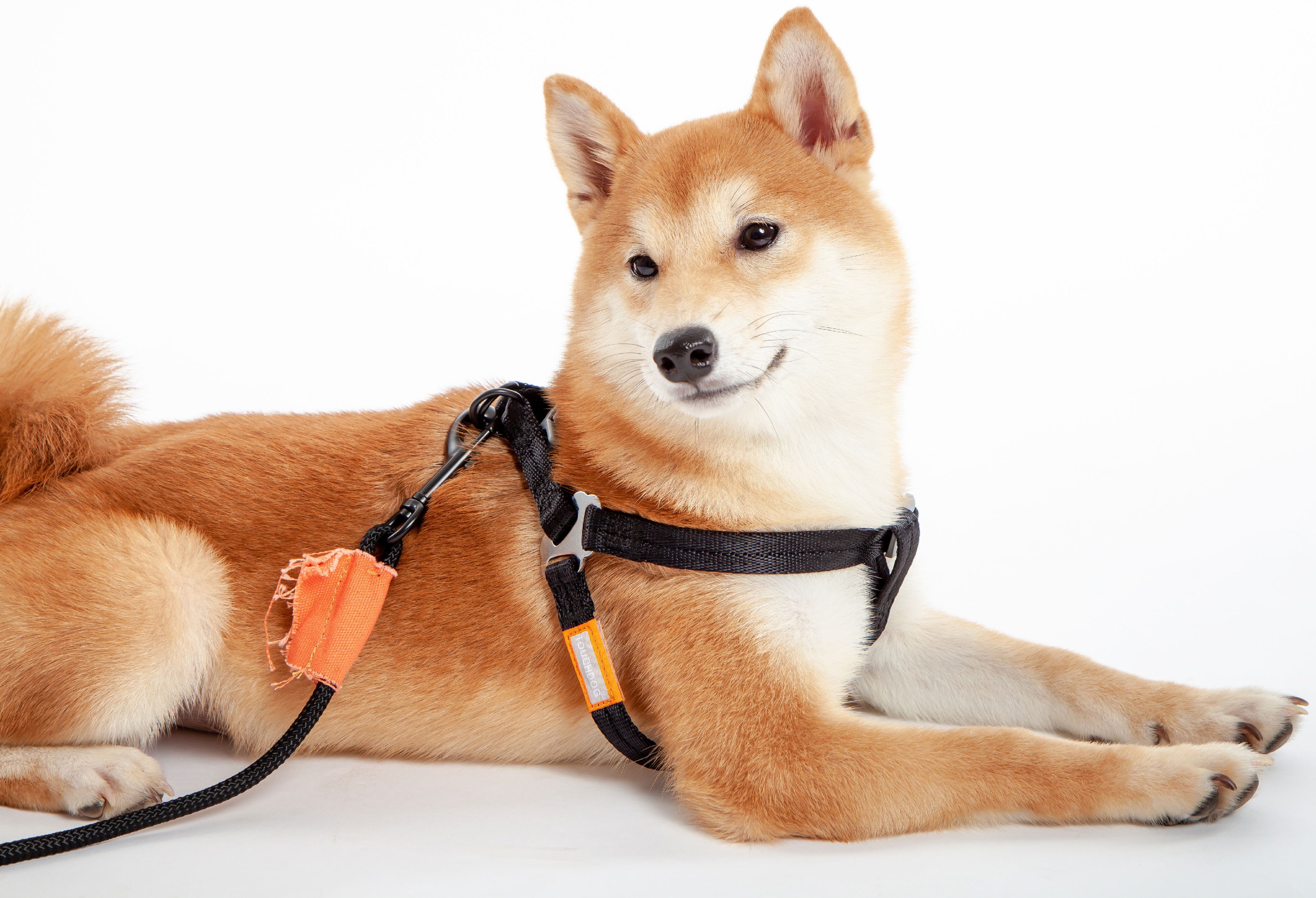 Touchdog ® 'Macaron' 2-in-1 Durable Nylon Dog Harness and Leash - P's One-Stop Shop 